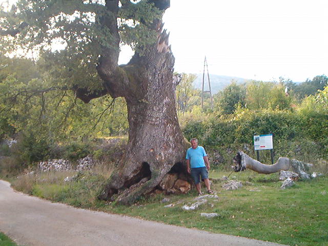 450 letni hrast na Cresu